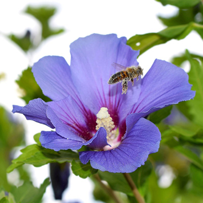 altheastruik (Hibiscus-syriacus-Oiseau-Bleublue-bird)