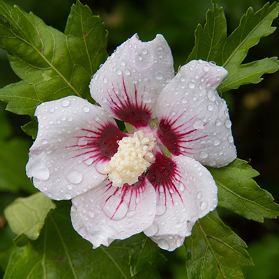 altheastruik (Hibiscus-syriacus-Red-Heart)