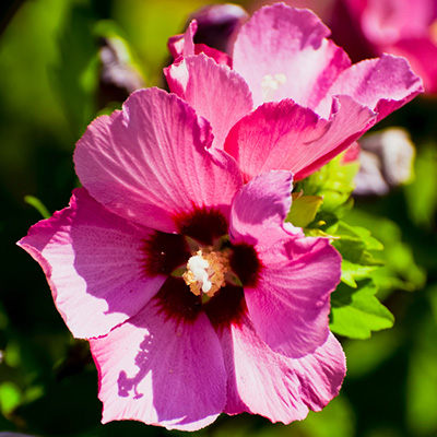 altheastruik (Hibiscus-syriacus-Woodbridge)