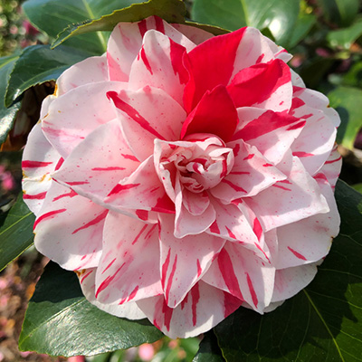 Afgrond kamp Verdeel camelia (Camellia-japonica-bicolor) - Tuinplanten DEN KREUPEL