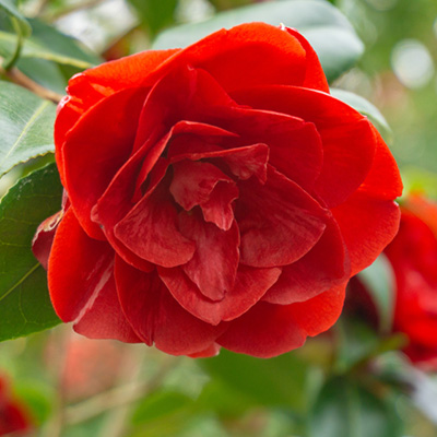 camelia - Tuinplanten DEN