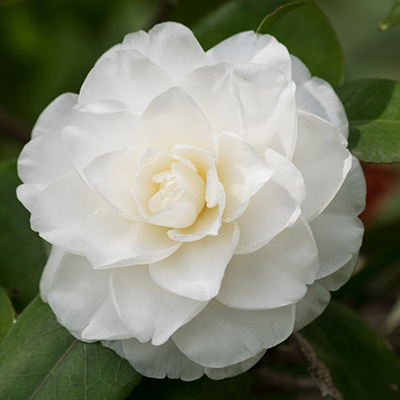 camelia (Camellia-japonica-wit)