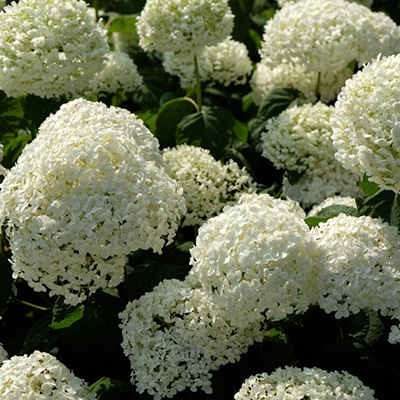 hortensia (Hydrangea-arborescens-Annabelle)