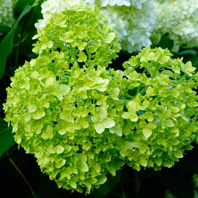 hortensia (Hydrangea-arborescens-Lime-Rickey)