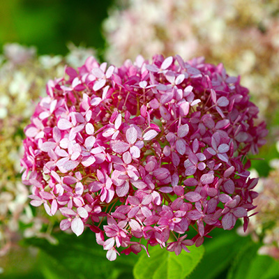 hortensia (Hydrangea-arborescens-Pink-Annabelle)