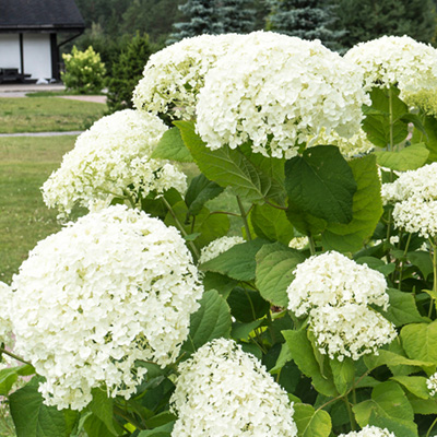 hortensia (Hydrangea-arborescens-Strong-Annabelle)