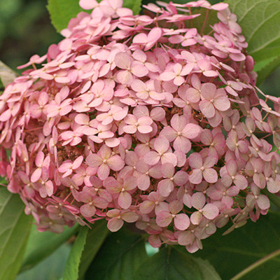 hortensia (Hydrangea-arborescens-Sweet-Annabelle)