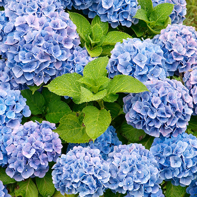 hortensia (Hydrangea-macrophylla-blauw)