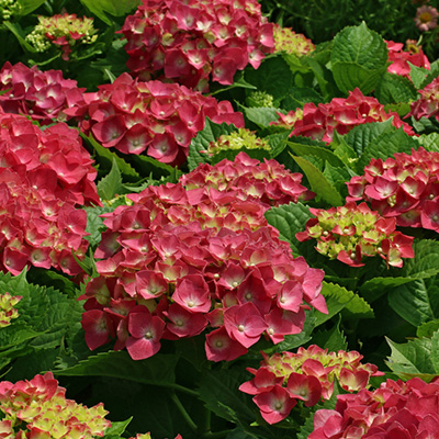 hortensia (Hydrangea-macrophylla-rood)