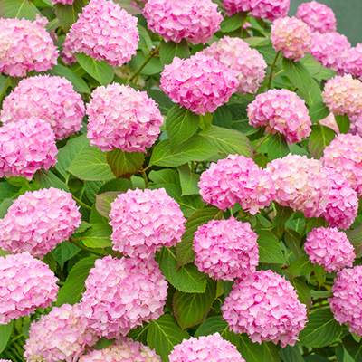 hortensia (Hydrangea-macrophylla-roze)