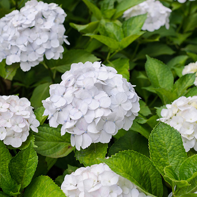 hortensia (Hydrangea-macrophylla-wit)