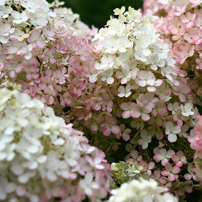 hortensia, pluimhortensia (Hydrangea-paniculata-Bobo)