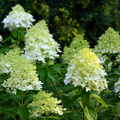 hortensia pluimhortensia (Hydrangea-paniculata-Limelight)