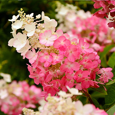 hortensia pluimhortensia (Hydrangea-paniculata-Pinky-Winky)