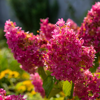 hortensia pluimhortensia (Hydrangea-paniculata-Vanille-Fraise)