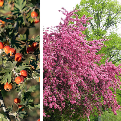 rode tweestijlige meidoorn (Crataegus-media-Paul's-Scarlet)