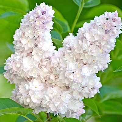 sering (Syringa-vulgaris-Beauty-of-Moscow)