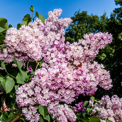 sering (Syringa-vulgaris-Belle-de-Nancy)