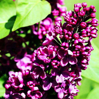 sering (Syringa-vulgaris-Charles-Joly)