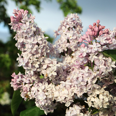 sering (Syringa-vulgaris-Katherine-Havemeyer)