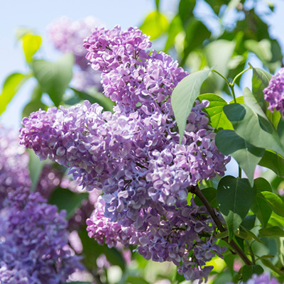 sering (Syringa-vulgaris-Michel-Buchner)