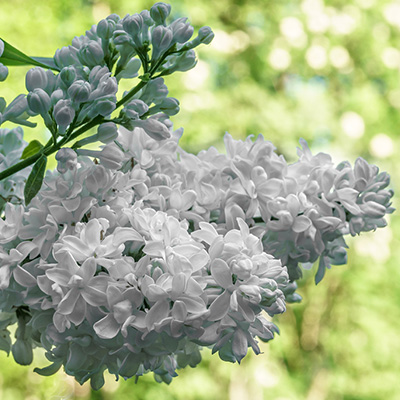 sering (Syringa-vulgaris-Mme-Lemoine)