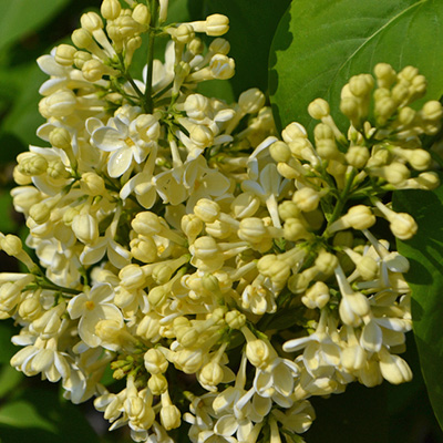 sering (Syringa-vulgaris-Primrose)