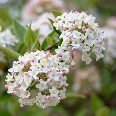 sneeuwbal (Viburnum-burkwoodii-Anne-Russell)