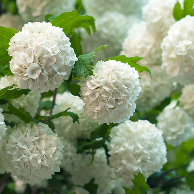 sneeuwbal (Viburnum-opulus-Roseum)