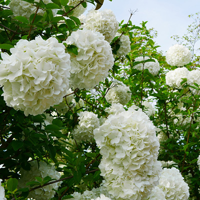 sneeuwbal (Viburnum-plicatum-grandiflorum)