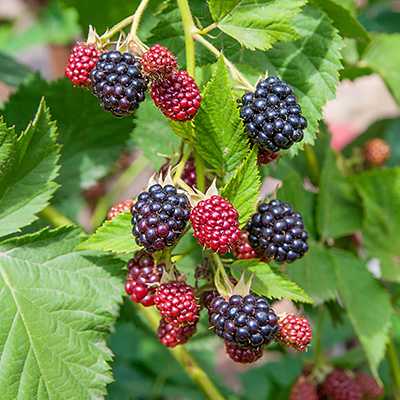 doornloze braam (Rubus-fruticosus)