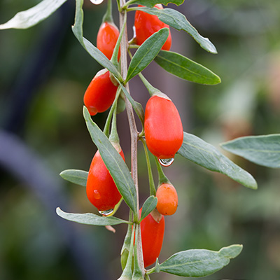 goji bes (Lycium-barbarum)