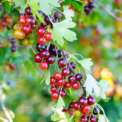 jostabes (Ribes-nidigrolaria)