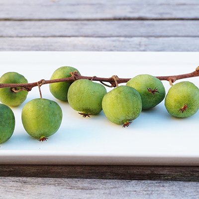 kiwibes (Actinidia-arguta)