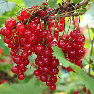 rode / rode-trosbes / rode aalbes (Ribes-rubrum) DEN KREUPEL