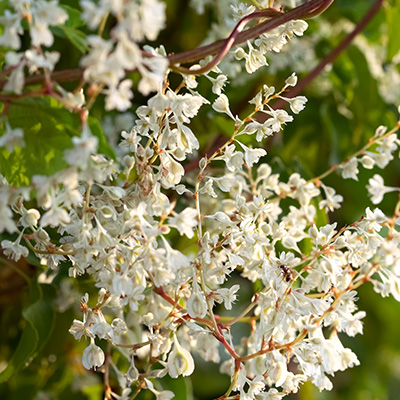 Chinese-bruidssluier-(Fallopia-baldschuanica)