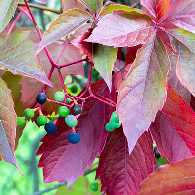 Chinese-wilde-wingerd-(Parthenocissus-henryana)