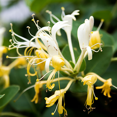 Japanse-kamperfoelie-(Lonicera-japonica-halliana)