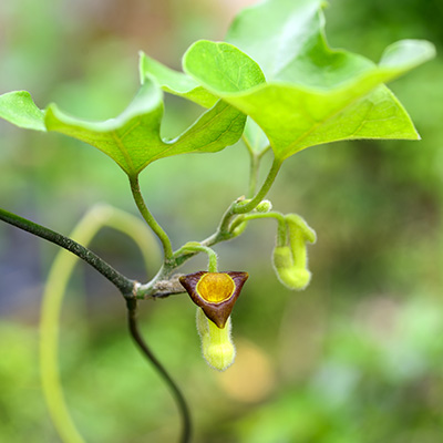 Duitse-pijp-(Aristolochia-macrophylla) Duitse-pijp-(Aristolochia-macrophylla)