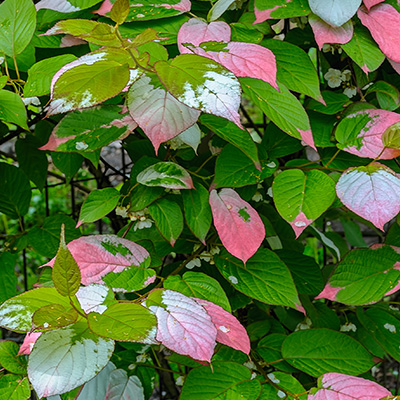 Siberische-kiwi-(Actinidia-kolomikta)