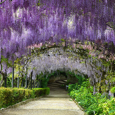 Chinese blauwe regen (Wisteria sinensis)