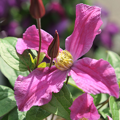 bosrank-(Clematis-diversifolia-Inspiration)