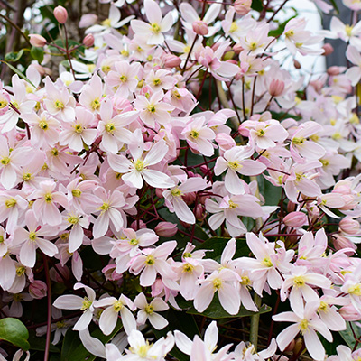 bosrank-(Clematis-armandii-Apple-Blossom)