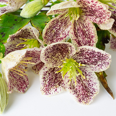 bosrank-(Clematis-cirrhosa-Freckles)