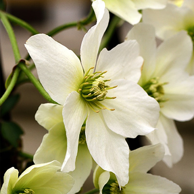 bosrank-(Clematis x cartmanii--Avalanche)