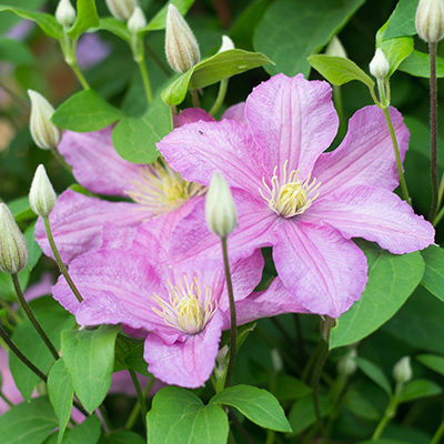 bosrank-(Clematis-hybr.-Comtesse-de-Bouchaud)