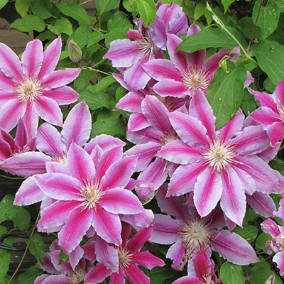 bosrank-(Clematis-hybr.-Dr.-Ruppel)