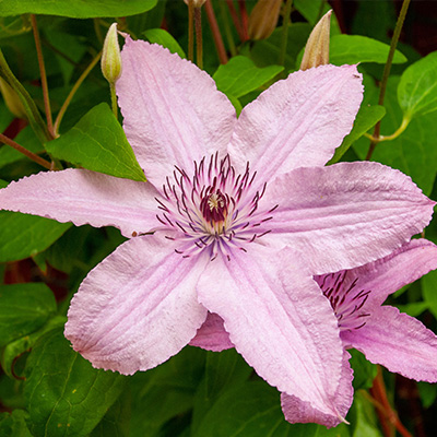 bosrank-(Clematis-x- jackmanii-Hagley-Hybrid)