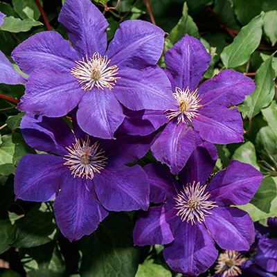 bosrank-(Clematis-hybr.-Jackmanii)