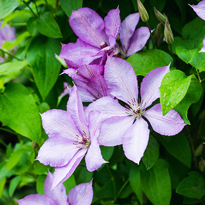 bosrank-(Clematis-hybr.-Margaret-Hunt)